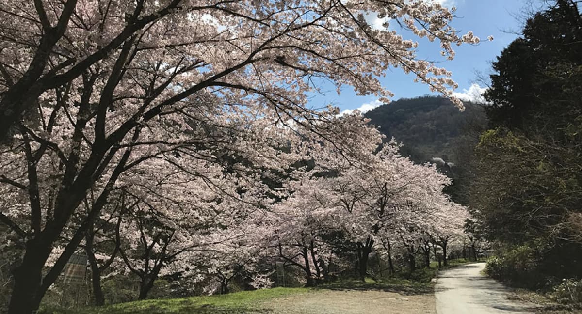 山之神千本桜